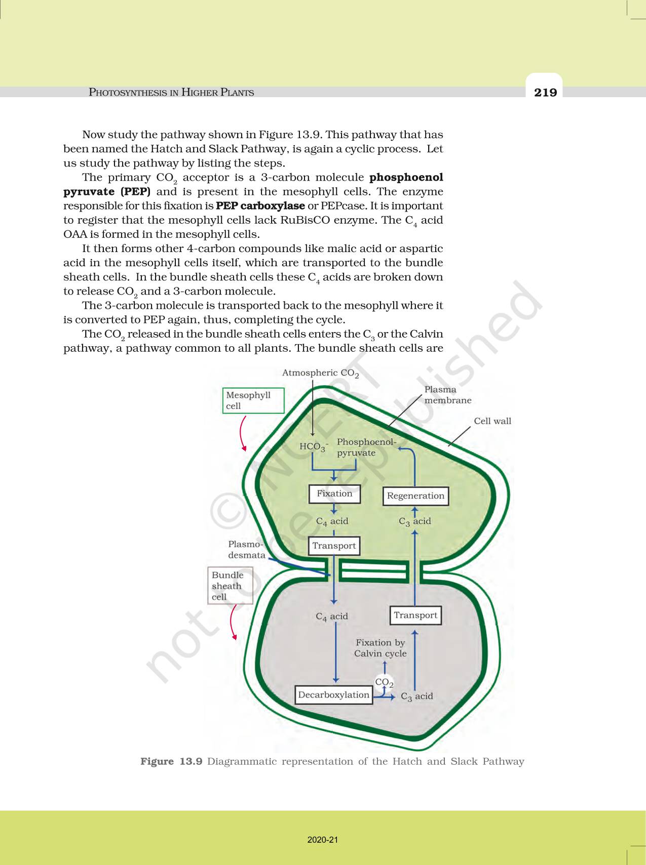 Photosynthesis In Higher Plants Ncert Book Of Class 11 Biology 2400